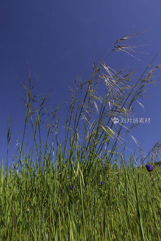 紫针茅(Stipa pulchra)是一种产于Pepperwood保护区的乡土草，俗称紫针草(purple needlegrass)和紫色tussockgrass;圣罗莎;加利福尼亚州索诺玛县